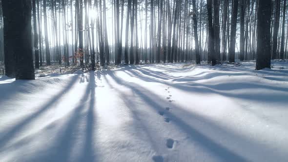 Winter Forest