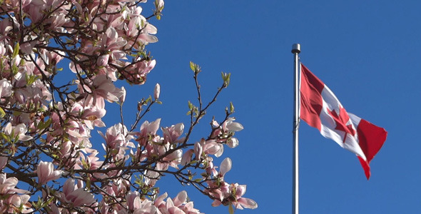 Canada Flag And Magnolia Flowers 