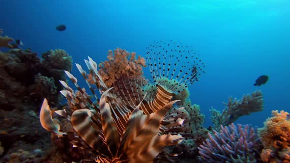 Commen Lionfish Tropical Coral Reef
