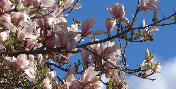 Magnolia Flowers On The Wind - 02