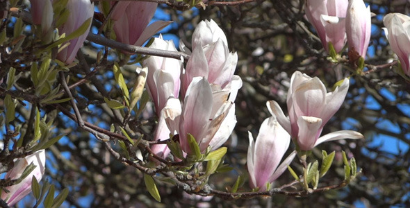 Magnolia Flowers On The Wind - 03