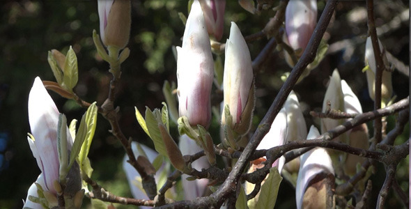 Magnolia Flowers On The Wind - 04 alt