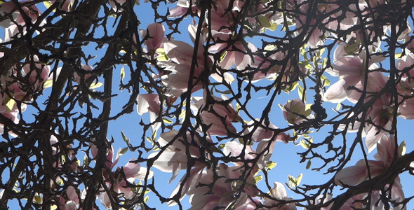 Magnolia Flowers On The Wind - 07