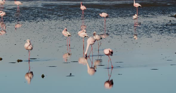 Massive flock of pink flamingos walking near the shore of Walvis Bay, 4k
