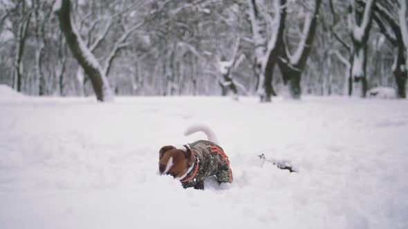 Jack Russell Terrier Dog Playing in Snow