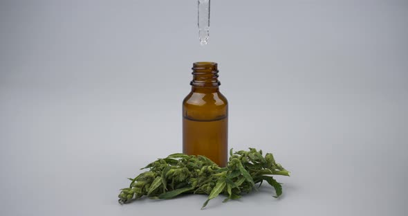 Hemp Oil in Bottle and Green Cannabis Bud Close Up Medicinal Extract Marijuana