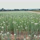 Aerial of Onion Field With Blossoms On Top 0352 - VideoHive Item for Sale