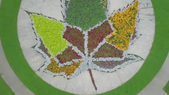 Aerial Drone Shot of Gorgeous Maple Leaf made with Bushes. Camera Zooming Out