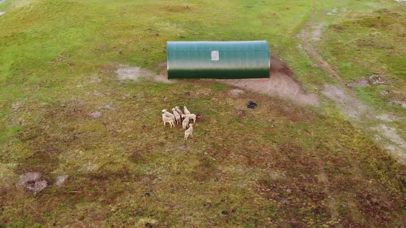 AERIAL: Panning Shot of a Herd of Sheep in the Sunny Evening