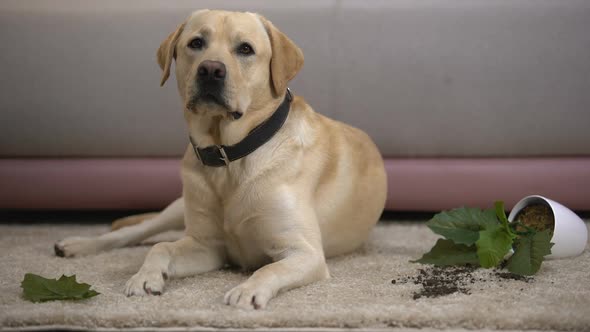 Innocent Labrador Dog Lying Near Broken Potted Plant, Undisciplined House Pet