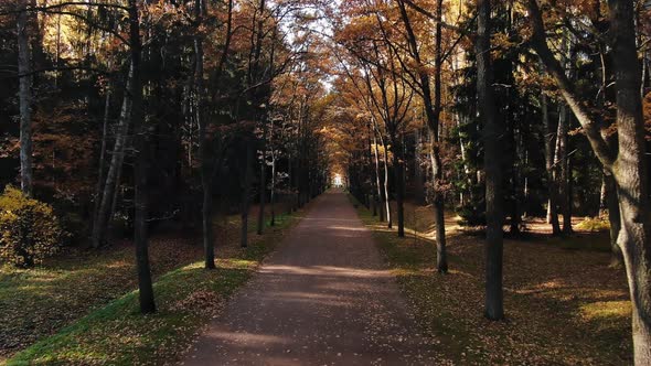 Alley Between Rows of Trees Near Meadow in Autumn Park