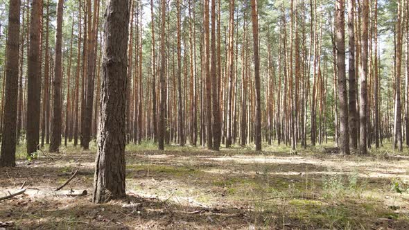 Landscape Inside the Forest with Pine Trees