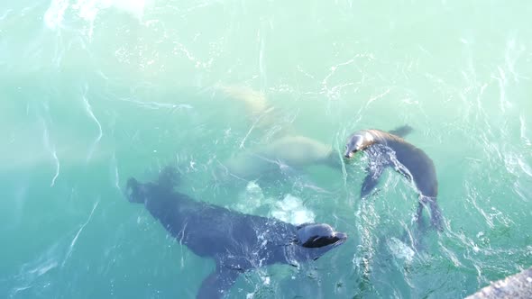 Wild Seal Animal Colony Many Sea Lion Herd Swimming in Ocean Water