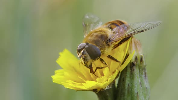 Hoverfly Eats Flower Pollen