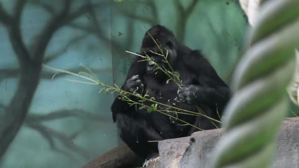 Plain Gorilla Eats Delicious