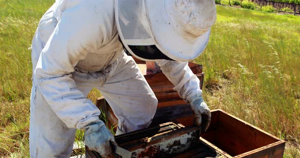 Beekeeper removing a wooden frame from beehive