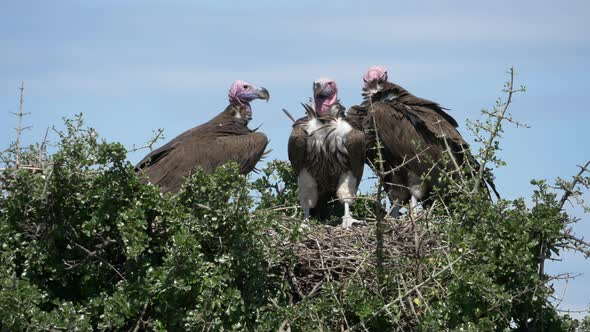 Close up of African vultures