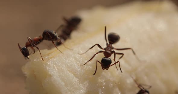 Closeup Shot of Ants