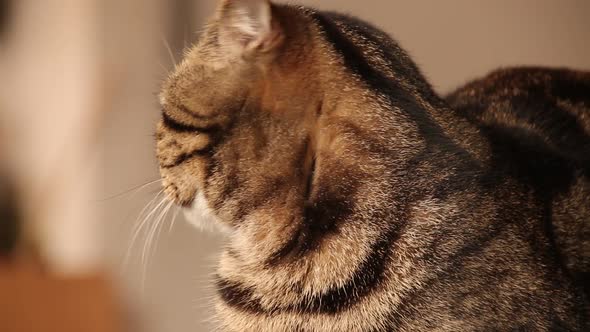 Scottish fold cat looking sleepy and bored from being stuck indoors all day due to the covid-19 lock