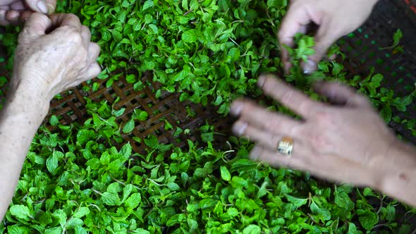 Vietnamese sellers picks green mint leaves at a street food market in Vietnam