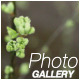 Spring Photo Gallery - VideoHive Item for Sale