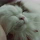 Close up hand of  human playing with adorable cat, Slow motion shot - VideoHive Item for Sale