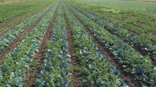 Vegetable Garden on a Summer Day