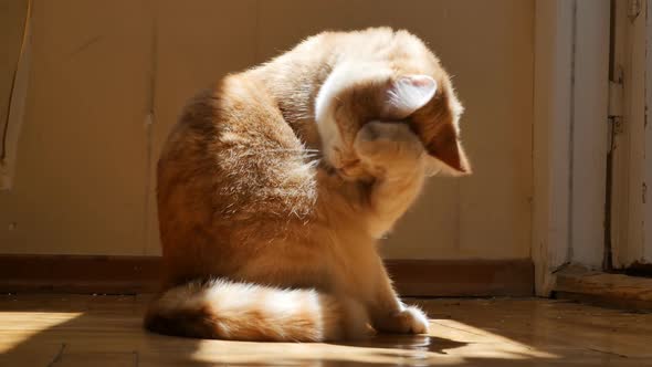 Red Fluffy Cat Washes His Paw By Licking It with His Tongue While Sitting on a Wooden Floor Under