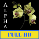 Orchid - VideoHive Item for Sale