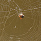 Spider Web - VideoHive Item for Sale