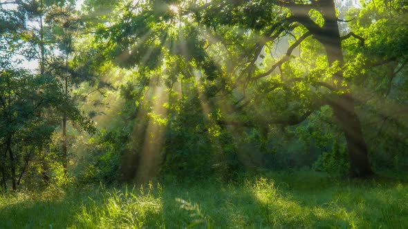 Gimbal Shot of Magical Morning Forest. Sun Rays Break Through the Foliage of Magnificent Green Tree