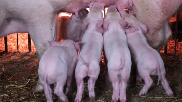 Little Piglets Suck Milk on a Pig Farm