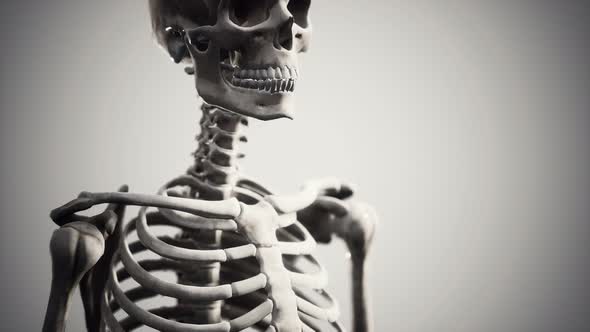 Full Human Skeleton Standing alt