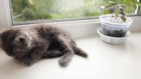 The Kitten Licks Plays with Its Tail on a White Windowsill