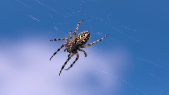 Summer Natural Landscape with a Spider in the Center of the Web