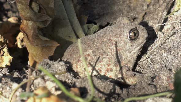 Gray Toad Burrowing in the Ground