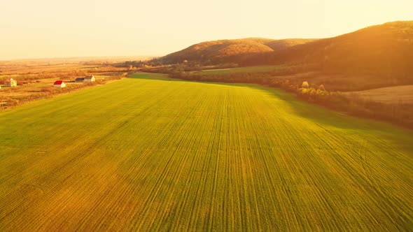 Aerial View on Meadow in Spring