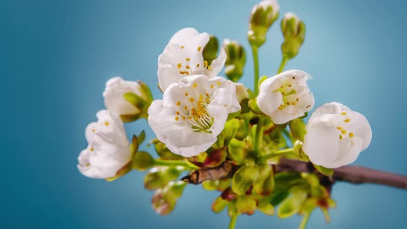 Spring White Flowers Closeup