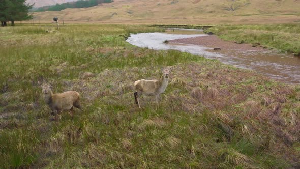 Red Deer Hinds in the Scottish Highlands