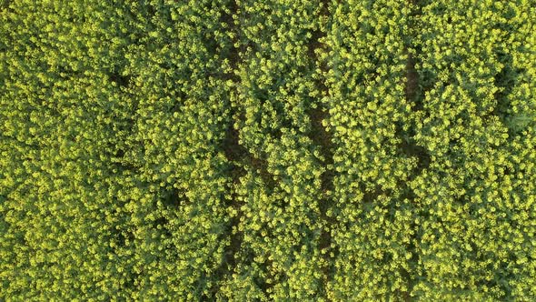 Aerial View of Growing Blossoming Canola Field