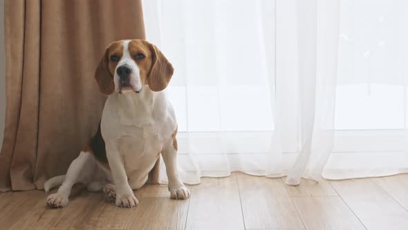 Dog Beagle Sitting at Home on the Floor and Watching