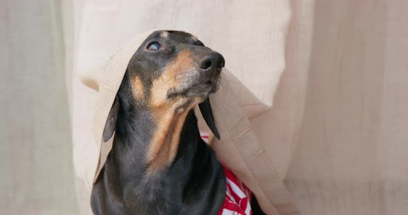 Portrait of Funny Dachshund Dog Who is Sitting Covered with Curtain and Barks to Attract Attention