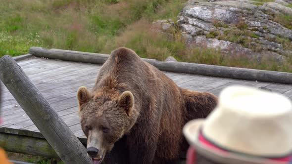 Sad brown bear in captivity waiting for food - Spectators in foreground - Norwegian bear park at Fla