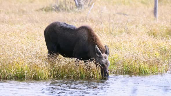 Young moose grazing in pond in Wyoming