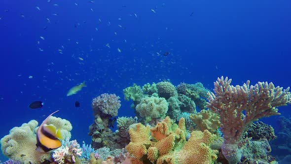 Tropical Coral Reef