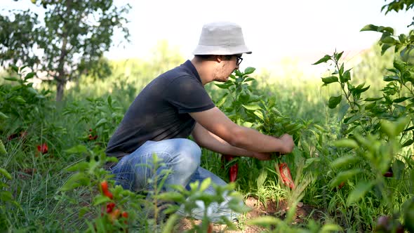 Harvesting, Picking Vegetables