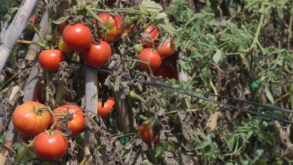 Red Tomatoes Grown in a Garden