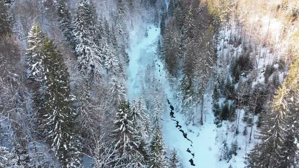 Aerial View on Winter Coniferous Carpathian Forest Near the Tops of the Trees in the Snowy Mountains