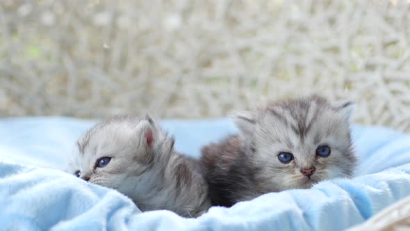 Close Up Of Scottish Kittens Sitting On Bed