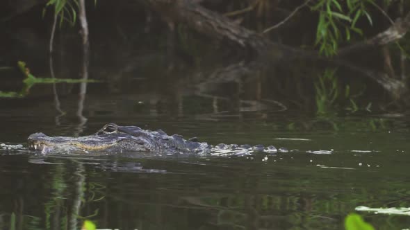 Alligators mating in South Florida Everglades swamp slough pond in slow motion